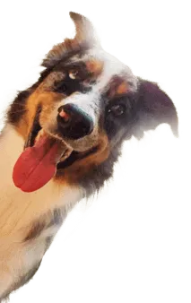 Fratelli | O Denis Pagani